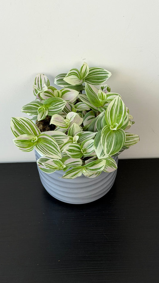 Tradescantia Tenderness