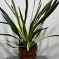 Yucca Variegata