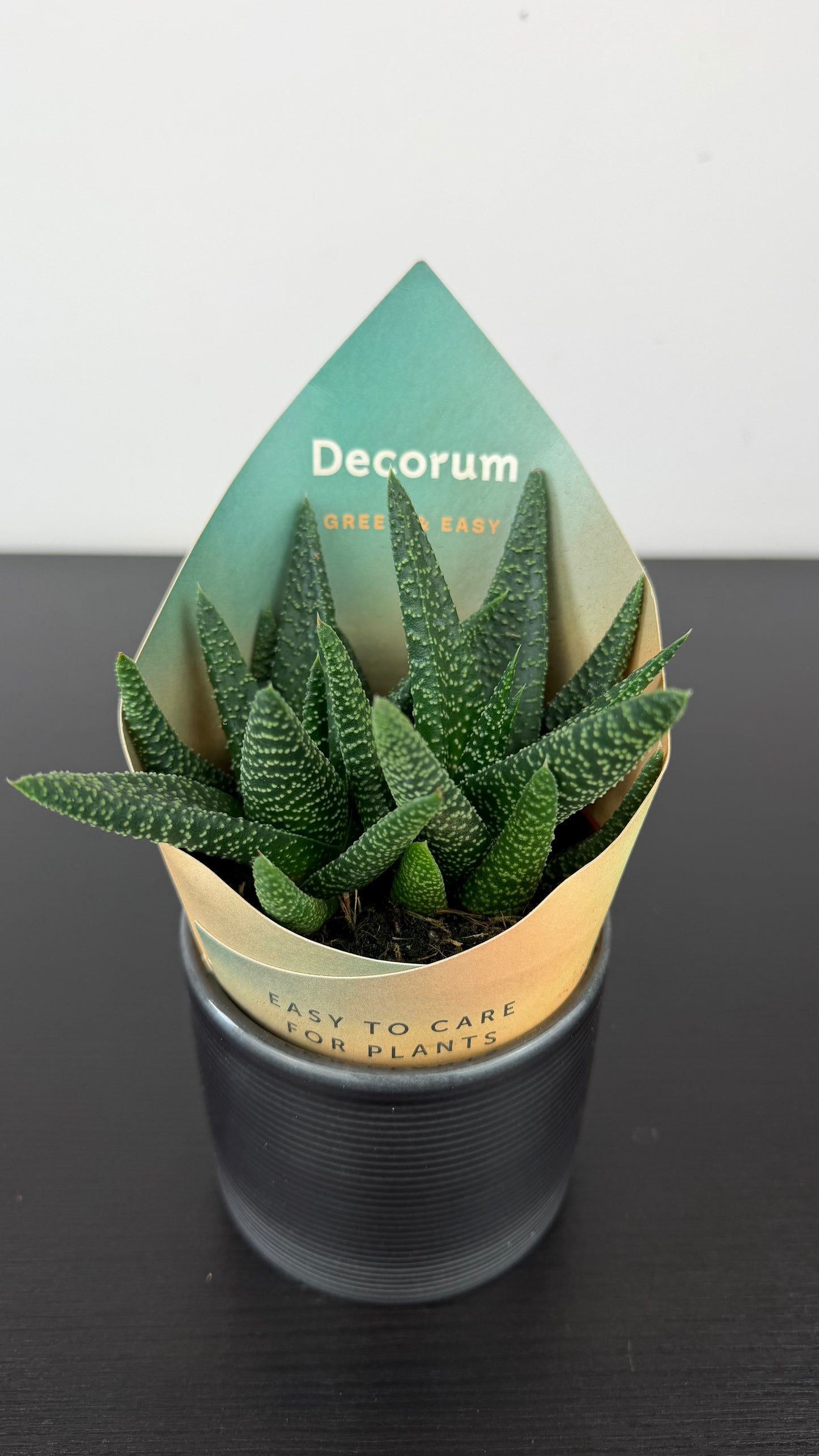 Gasterhaworthia Royal Highness
