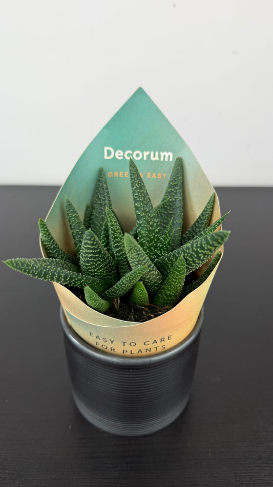 Gasterhaworthia Royal Highness