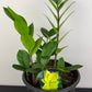 Zamioculcas zamiifolia Chameleon