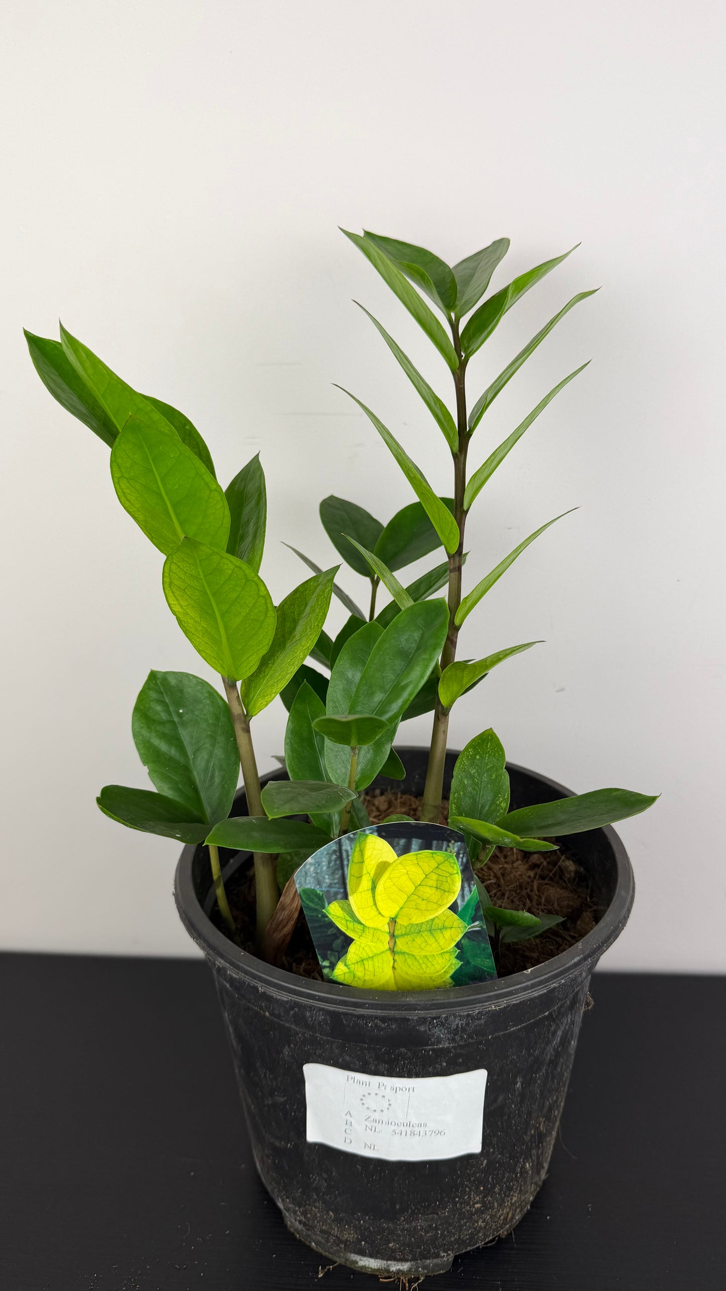 Zamioculcas zamiifolia Chameleon