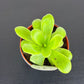 Pinguicula