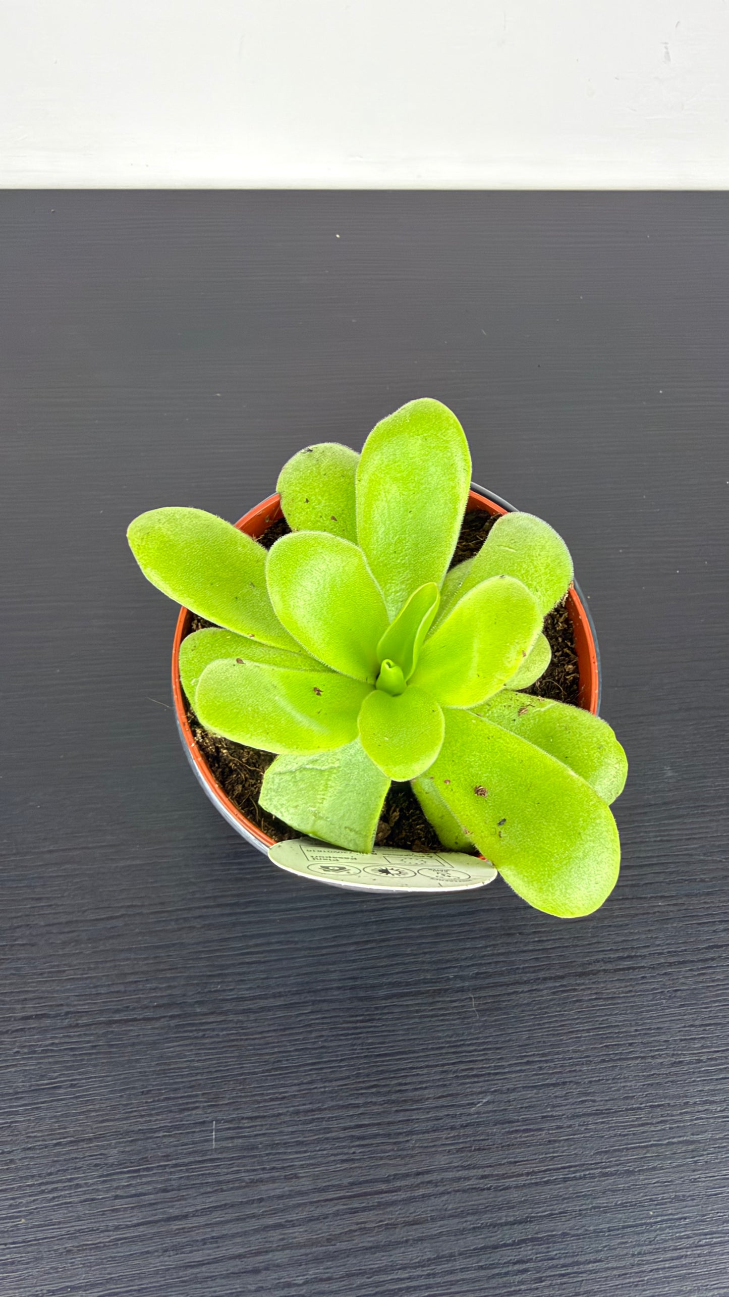 Pinguicula