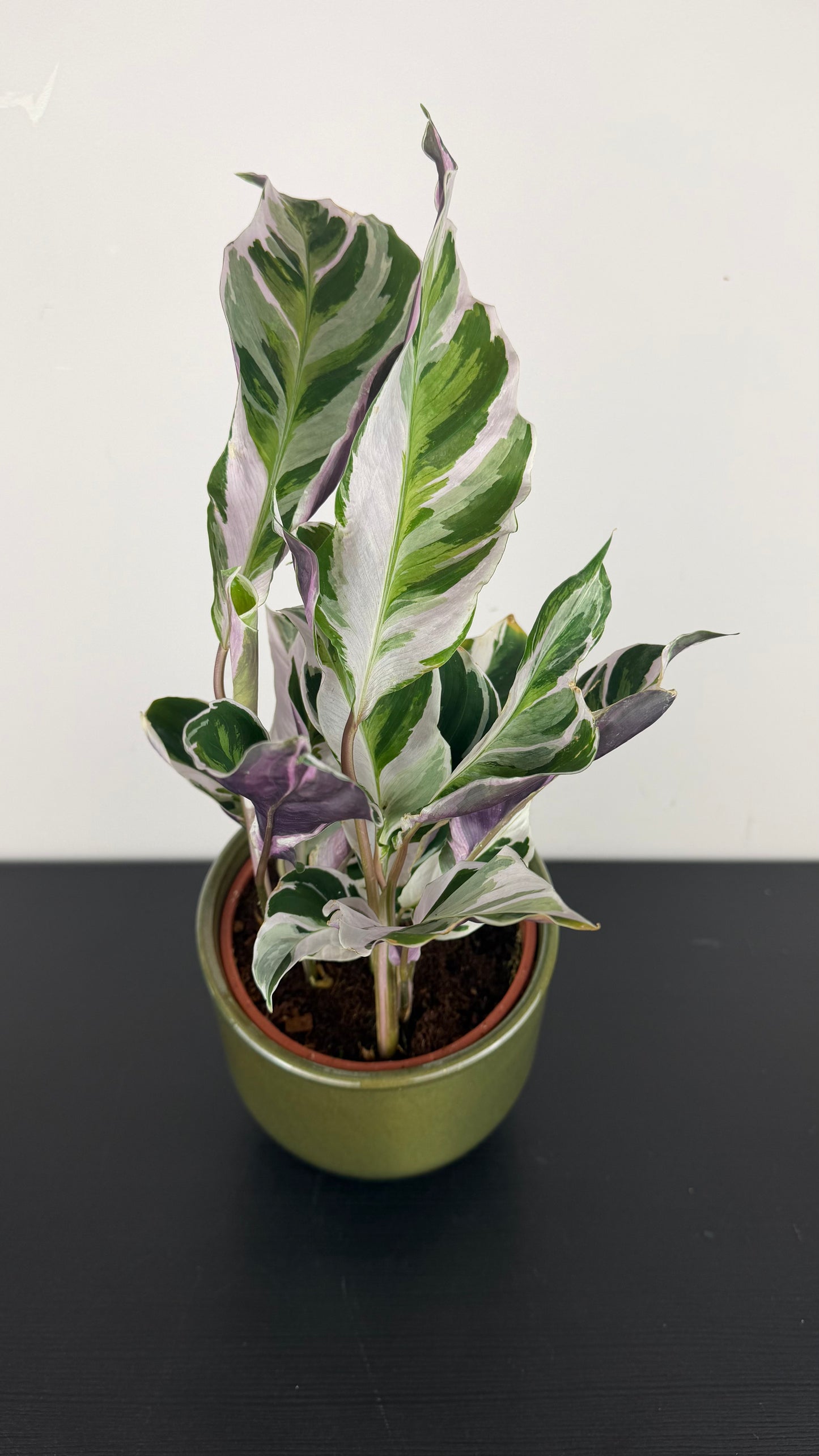 Calathea Fusion White