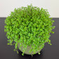 Soleirolia Green