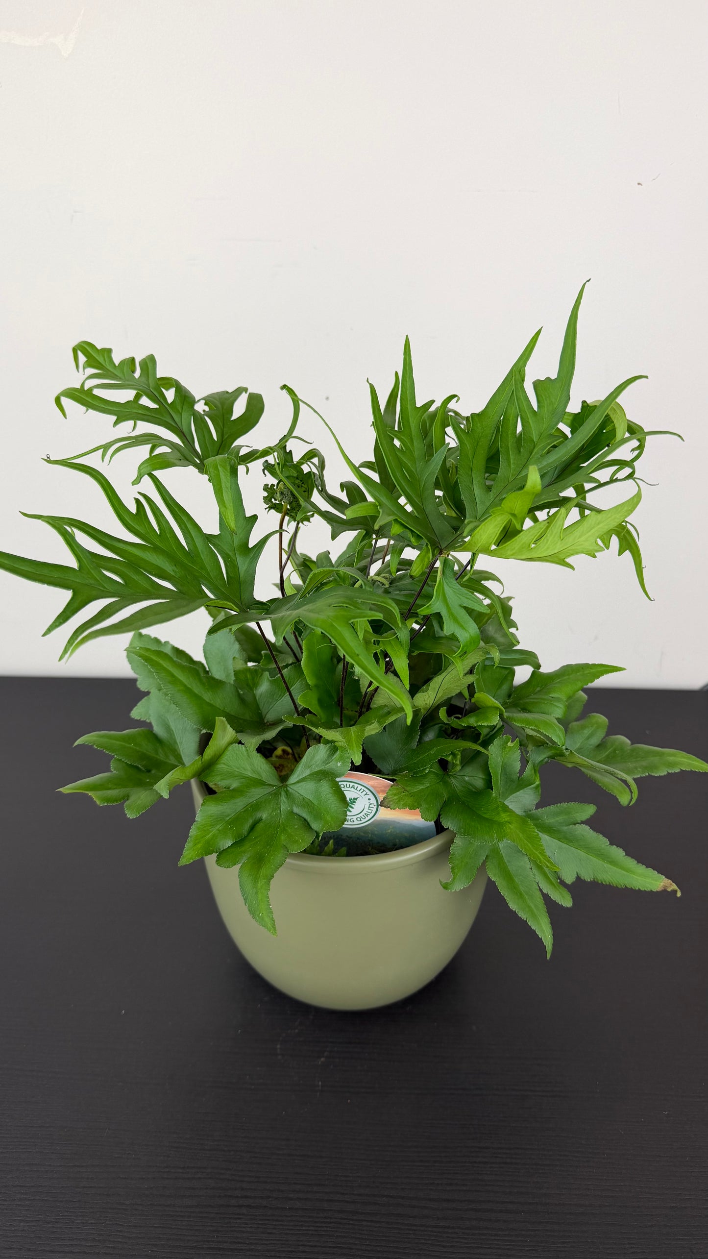 Doryopteris Pedata