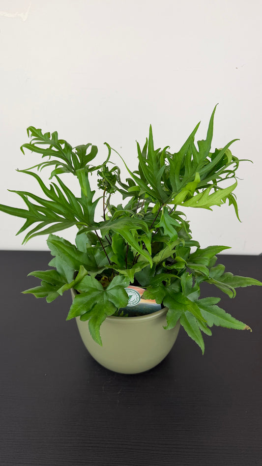 Doryopteris Pedata