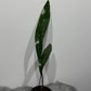 Aspidistra elatior Milky Way