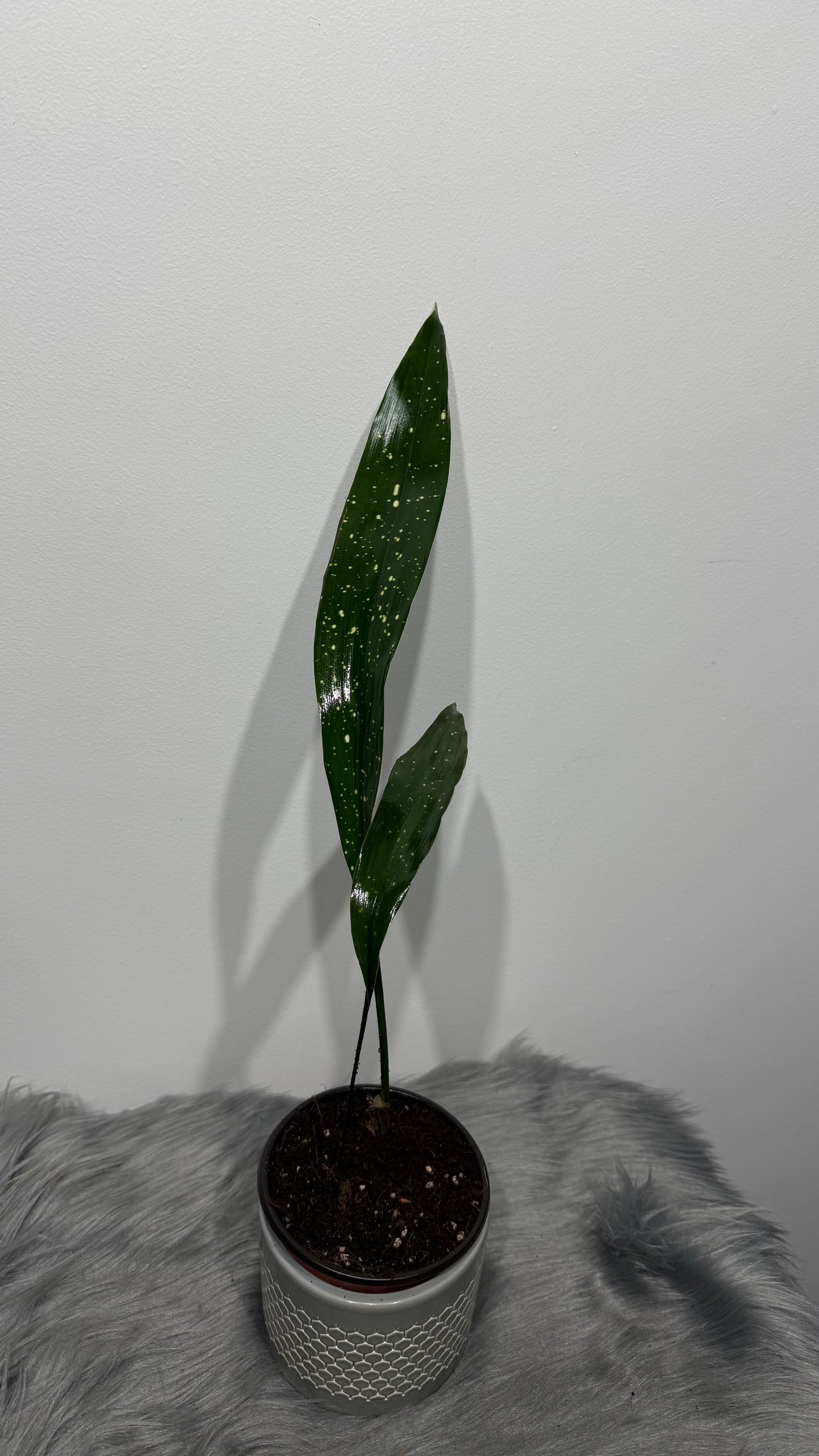 Aspidistra elatior Milky Way