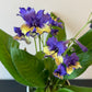 Streptocarpus 3