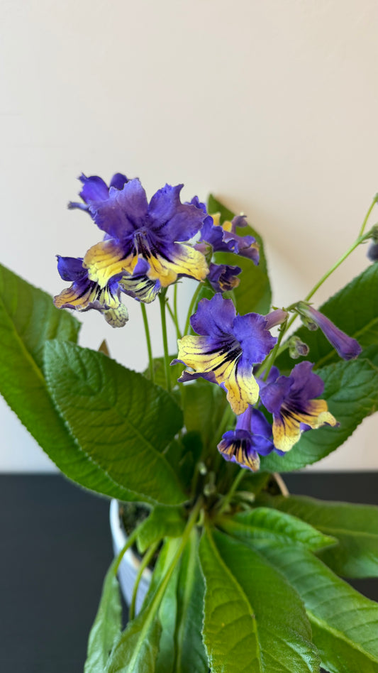 Streptocarpus 3