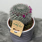 Cactus Bloeiend