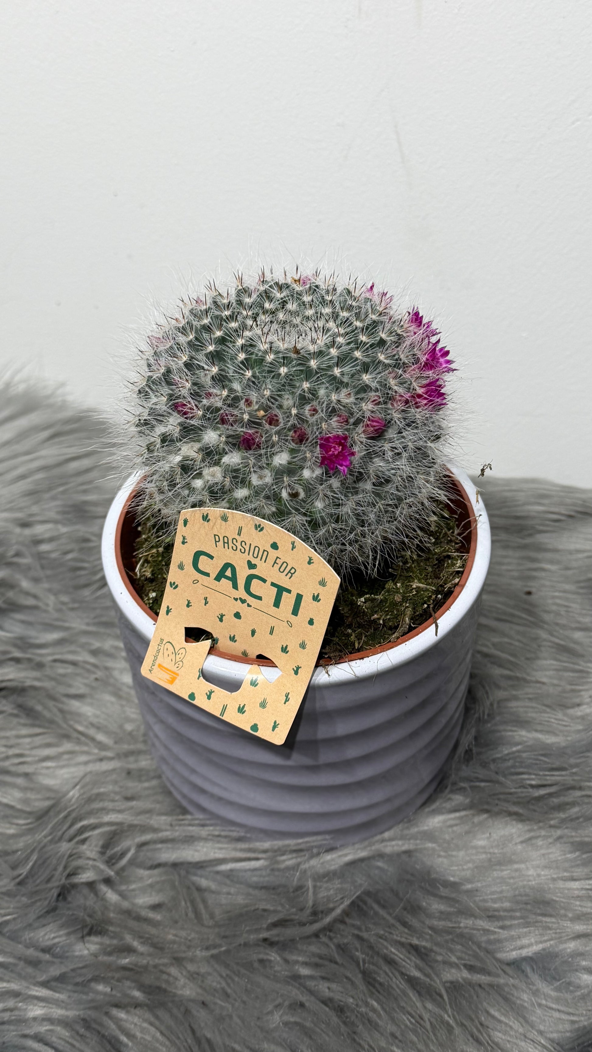 Cactus Bloeiend – www.augi-plants.lv