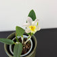 Cattleya 3