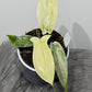 Philodendron FLORIDA GHOST