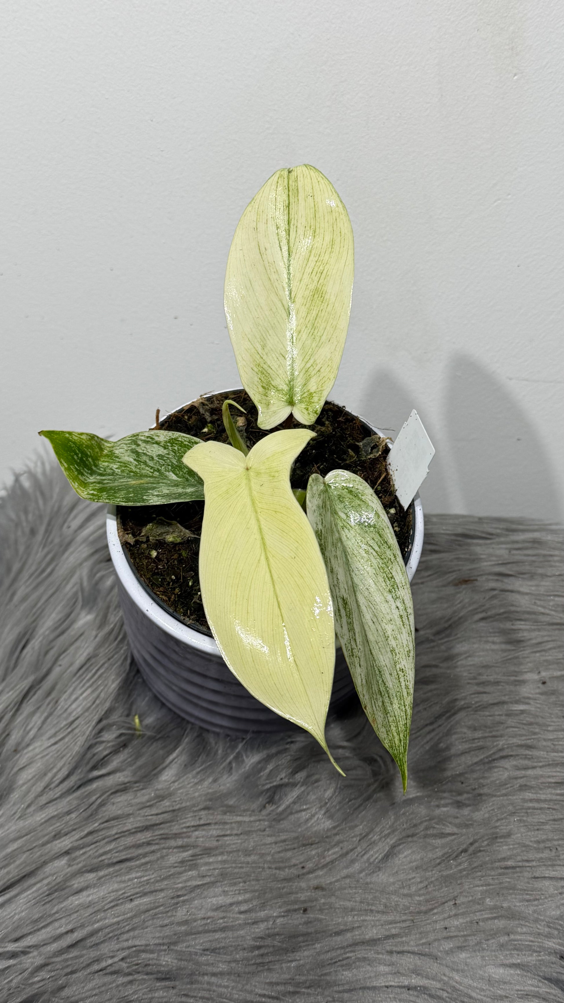 philodendron florida ghost for sale australia Philodendron FLORIDA GHOST – www.augi-plants.lv