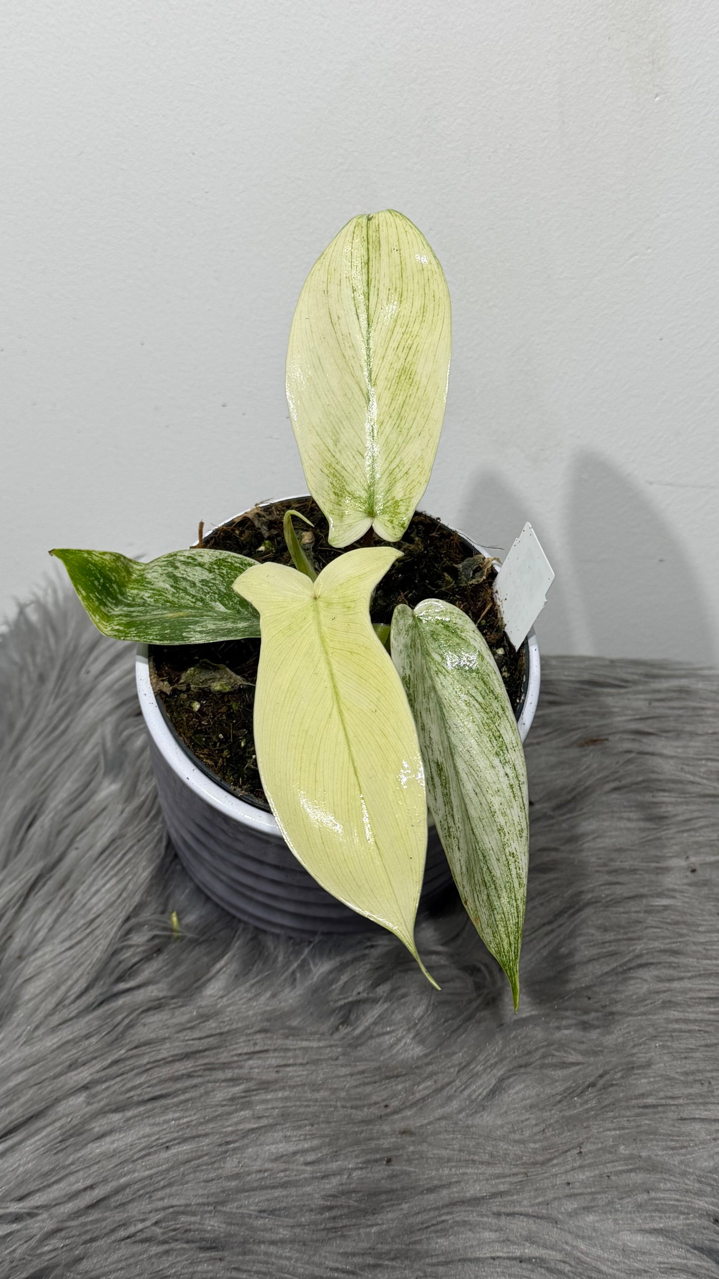Philodendron FLORIDA GHOST