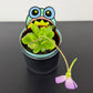 Pinguicula