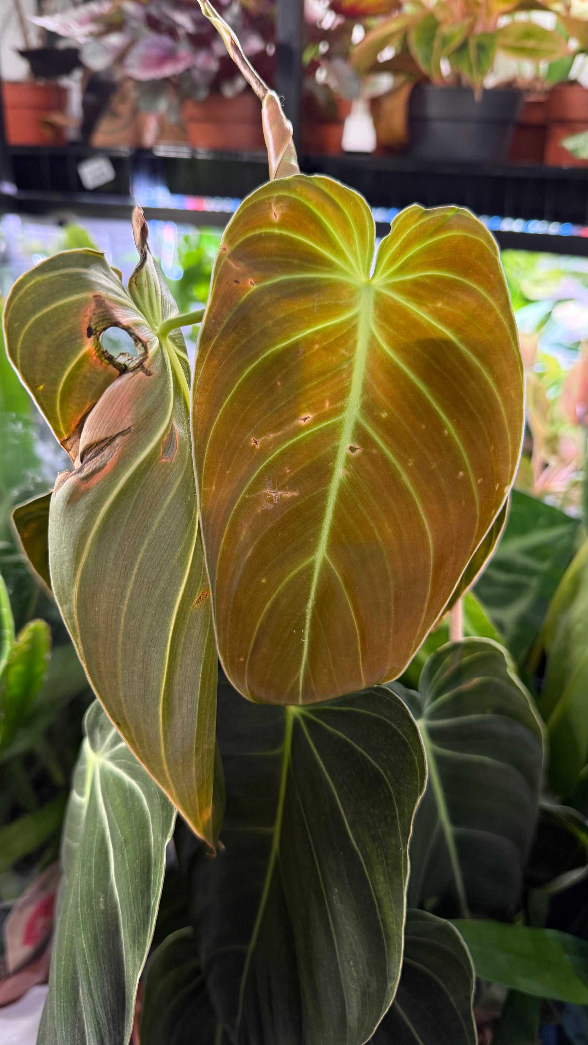 philodendron melanochrysum leaf size Philodendron melanochrysum – www.augi-plants.lv