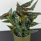 Begonia Maculata