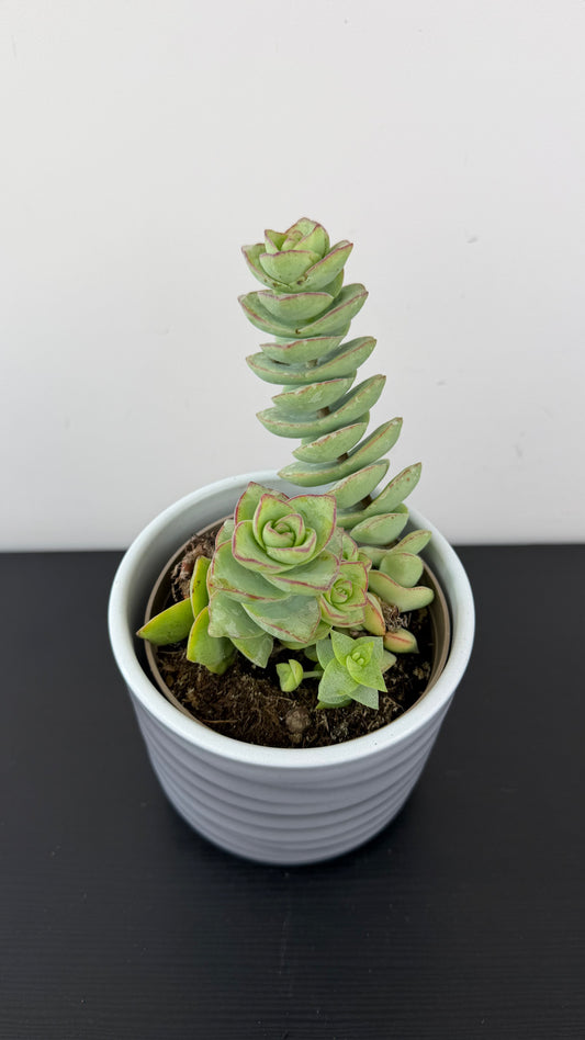 Crassula 12