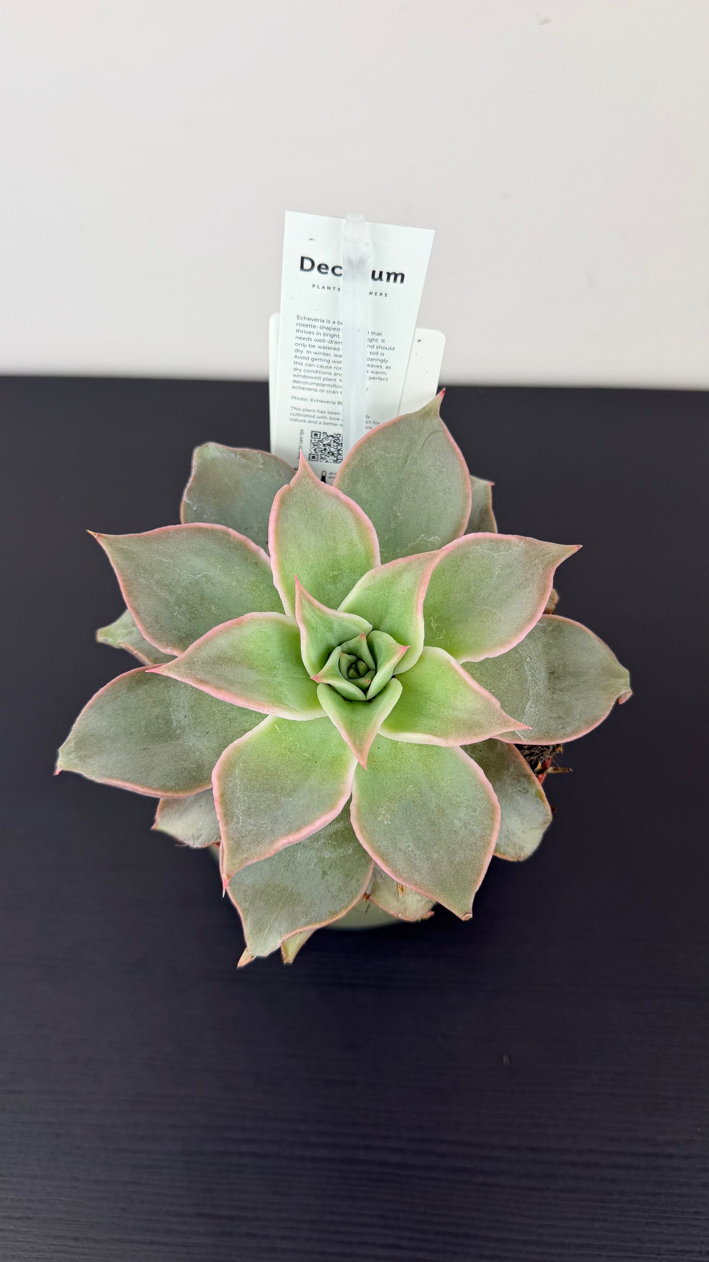 Echeveria 1