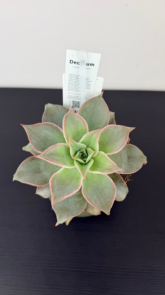 Echeveria 1