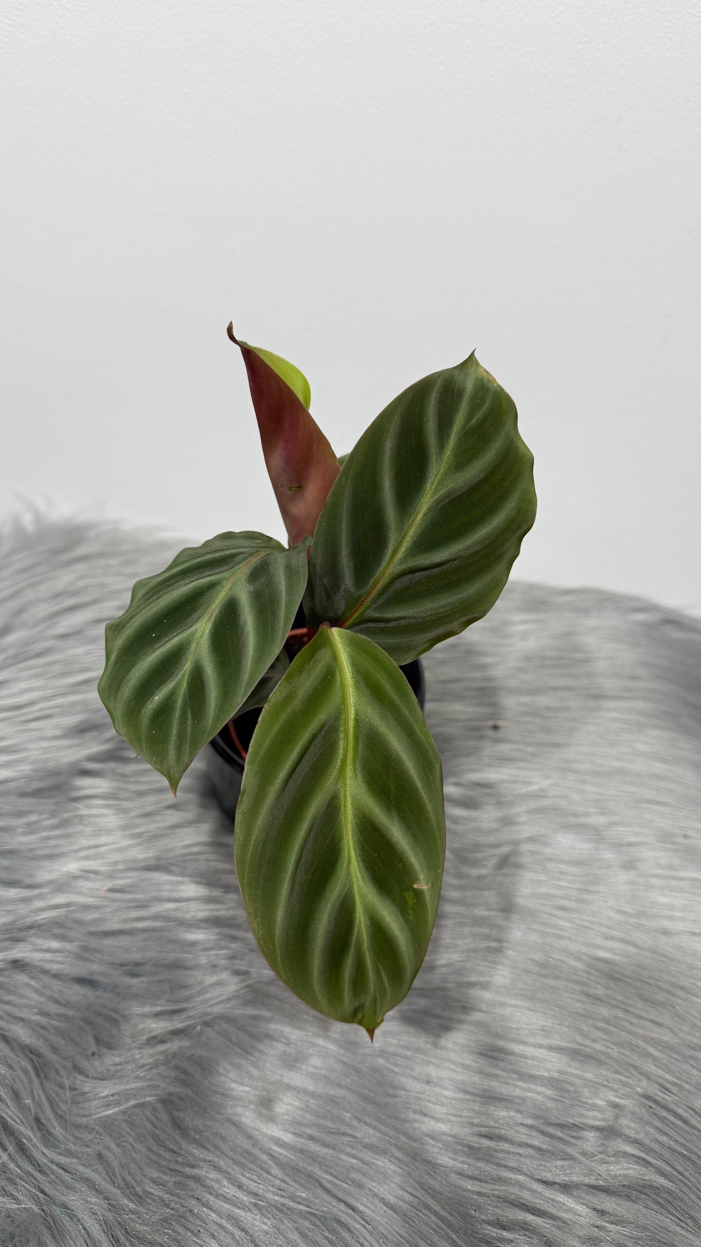 Calathea 5