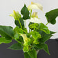 Anthurium White