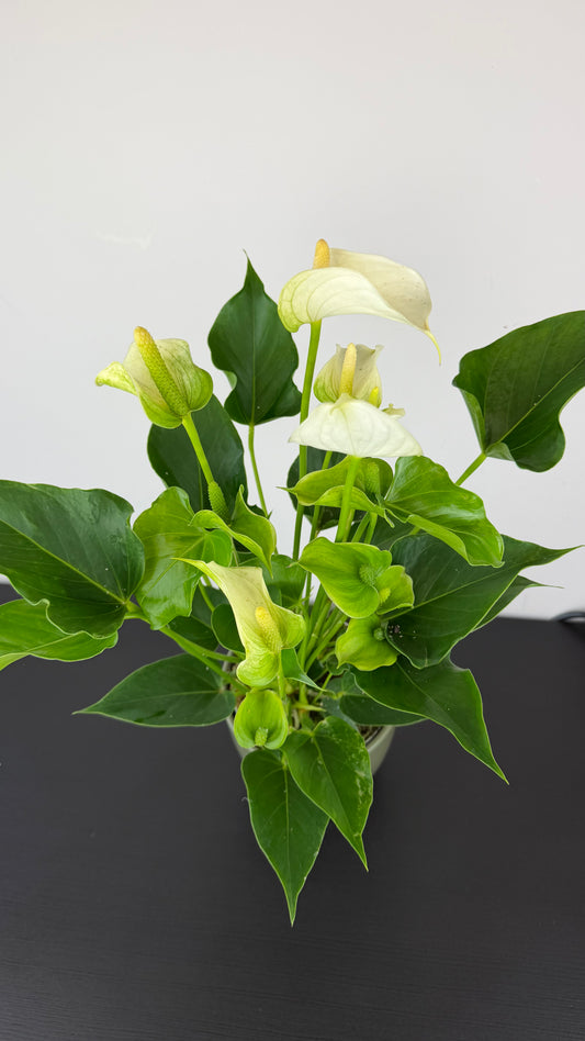 Anthurium White