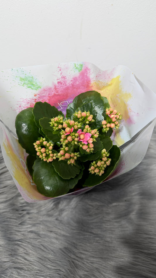 Kalanchoe Pink