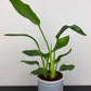 Strelitzia Reginae