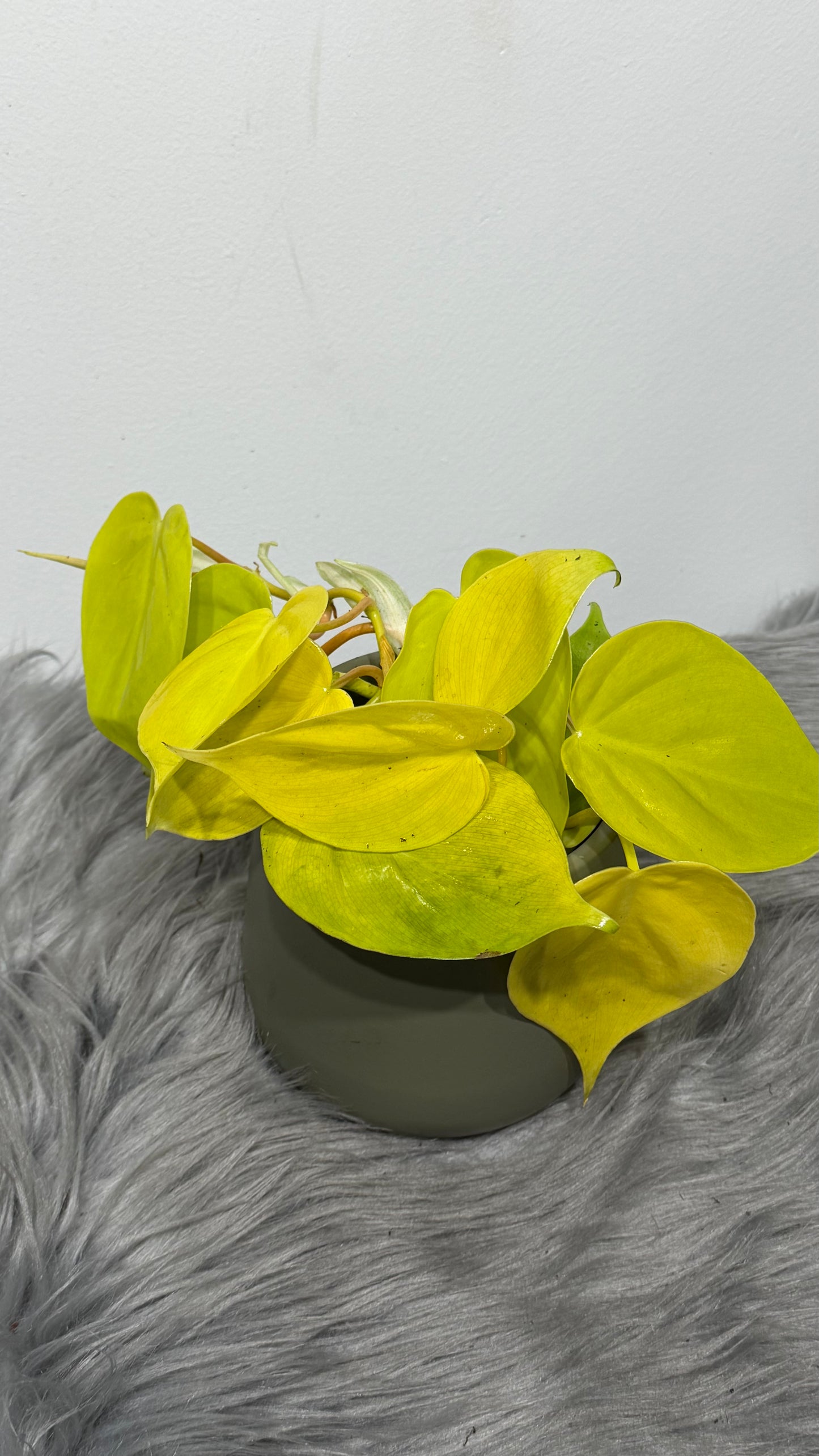 Philodendron scandens micans 'Lime'