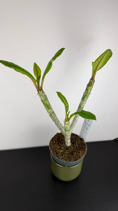 Plumeria Rubra Hawaiian