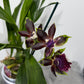 Zygopetalum Louisendorf 2