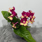 Streptocarpus 2