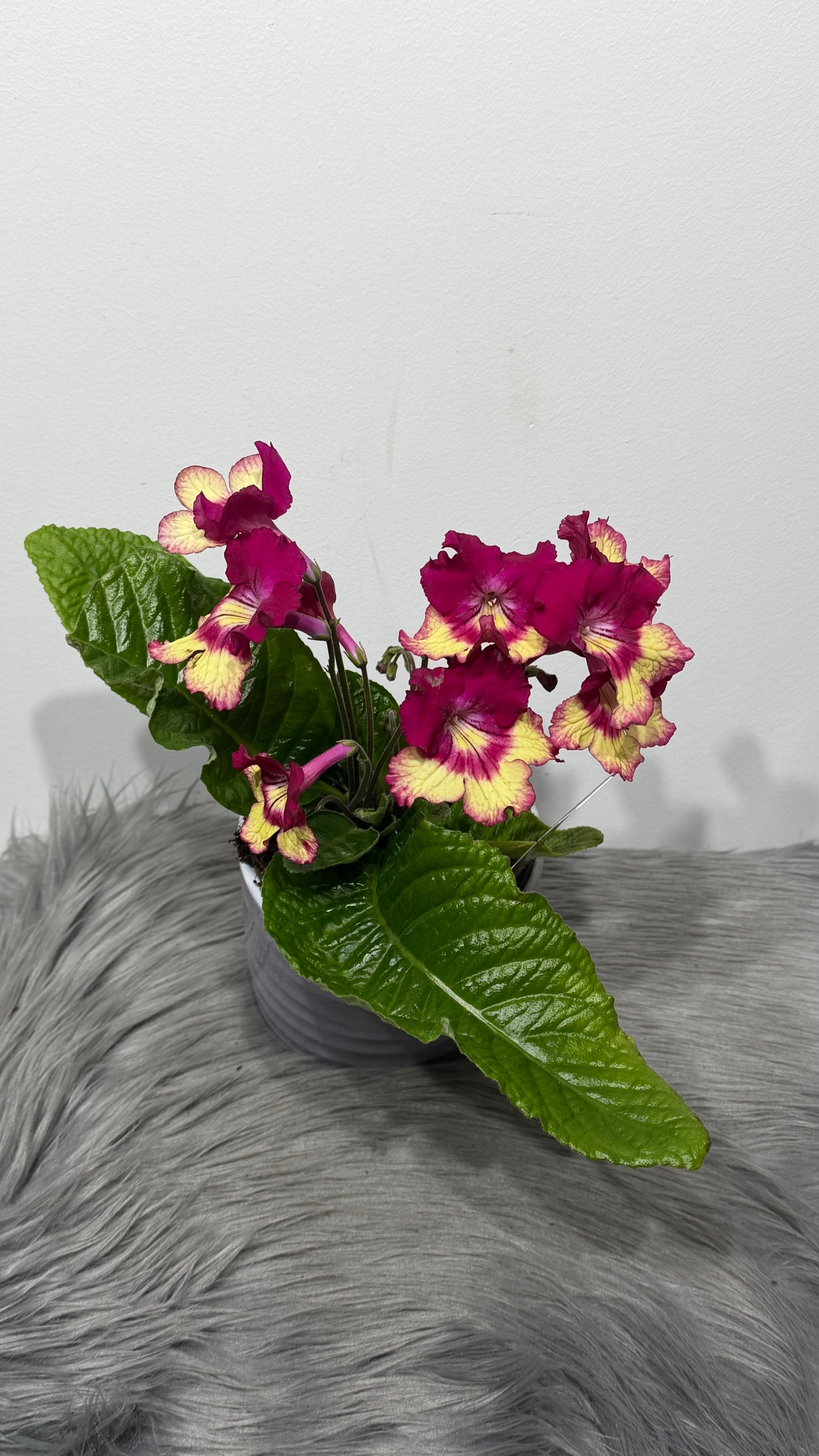 Streptocarpus 2
