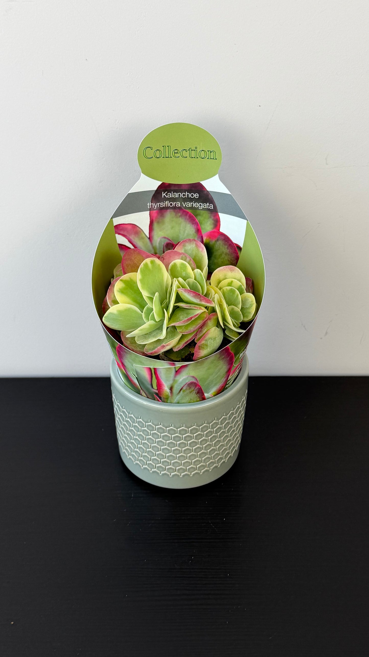 Kalanchoe Thyrsiflora Variegata