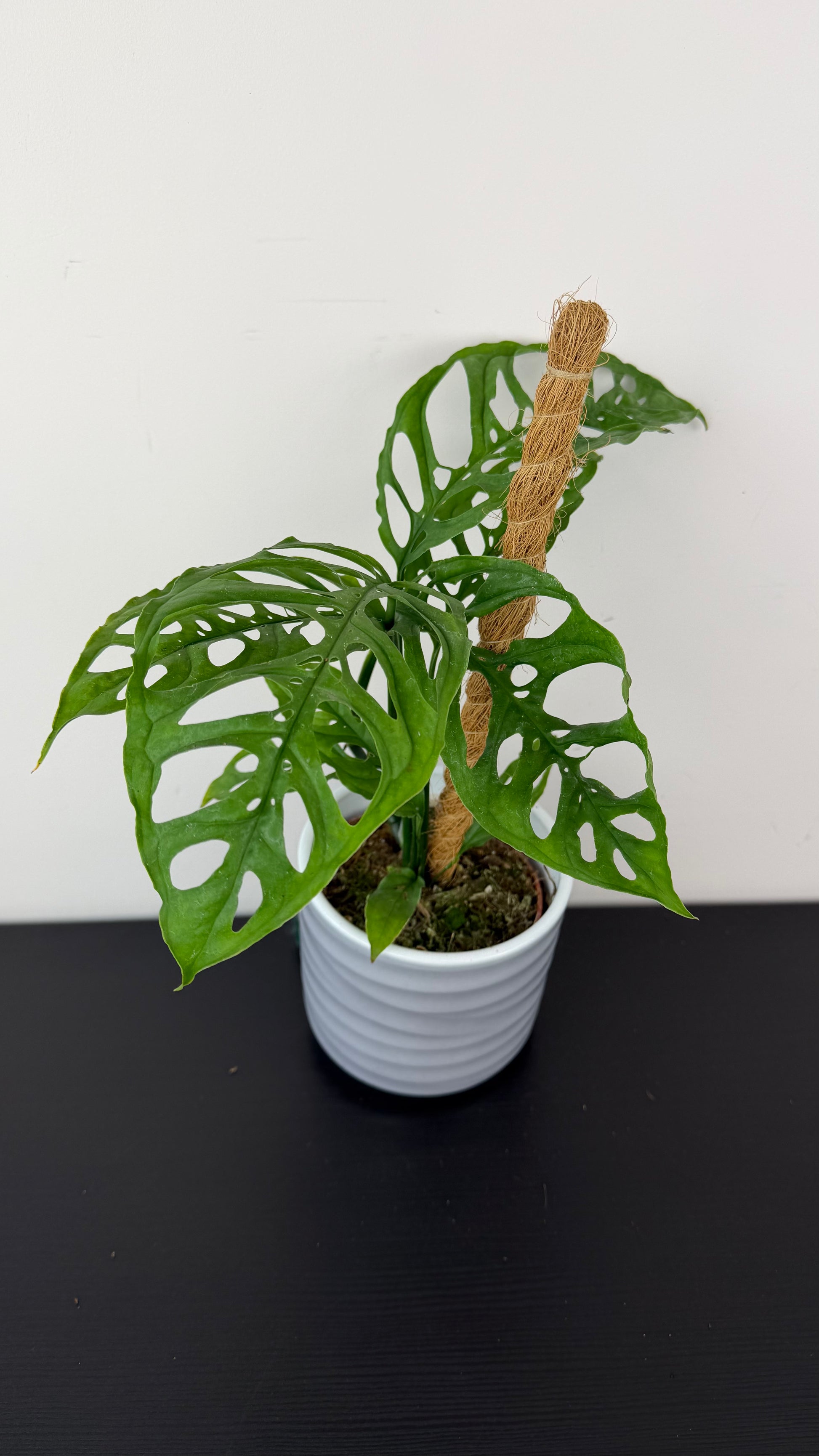 Monstera Obliqua Peru – www.augi-plants.lv