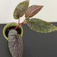 Begonia Pink Spot