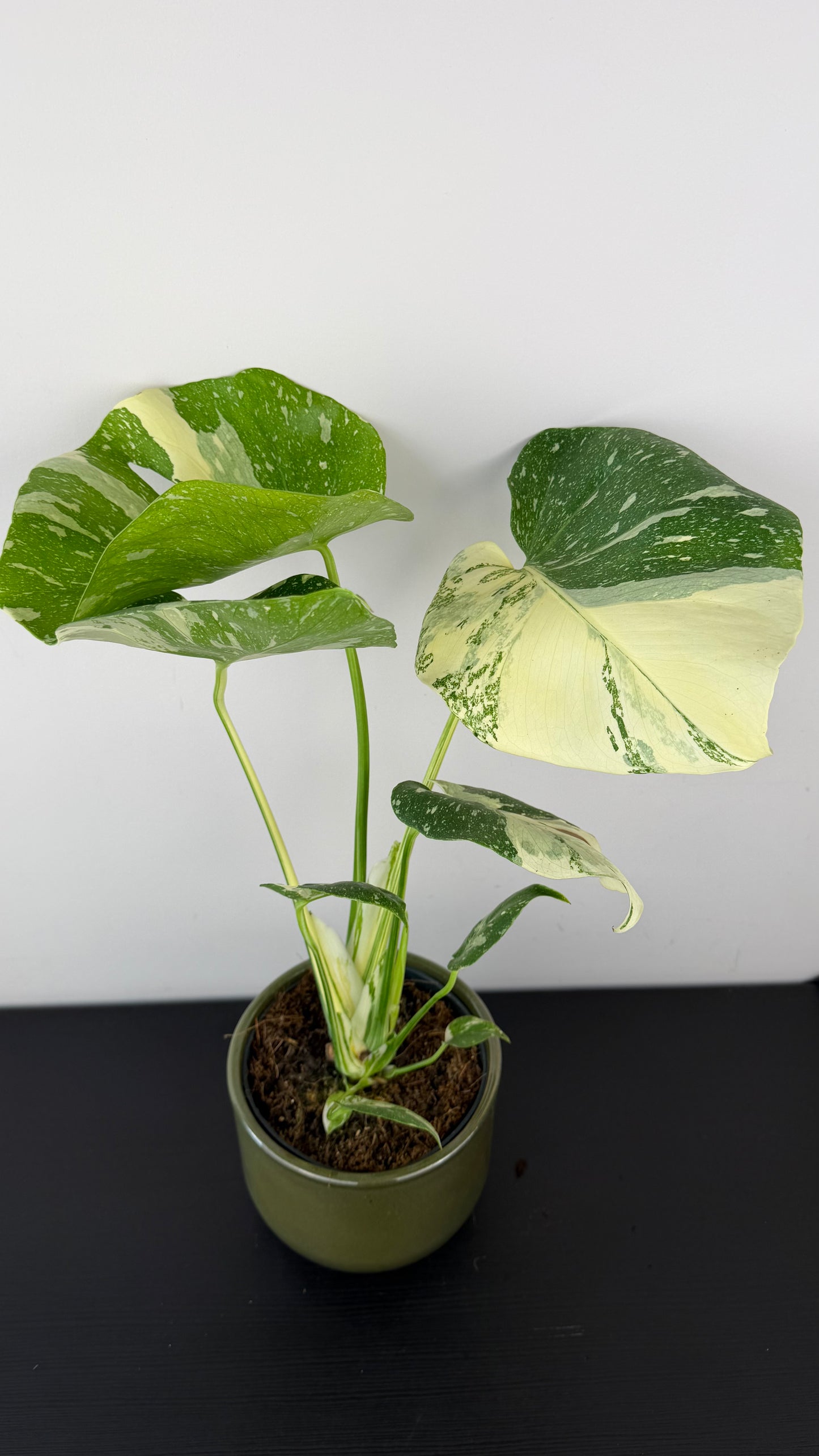 Monstera Thai Constellation