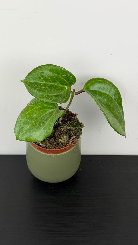 Hoya Sarawak Cream