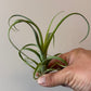 Tillandsia Air plant 3