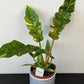 Philodendron 'Ring of Fire'
