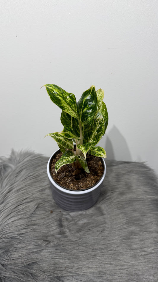 Aglaonema 4