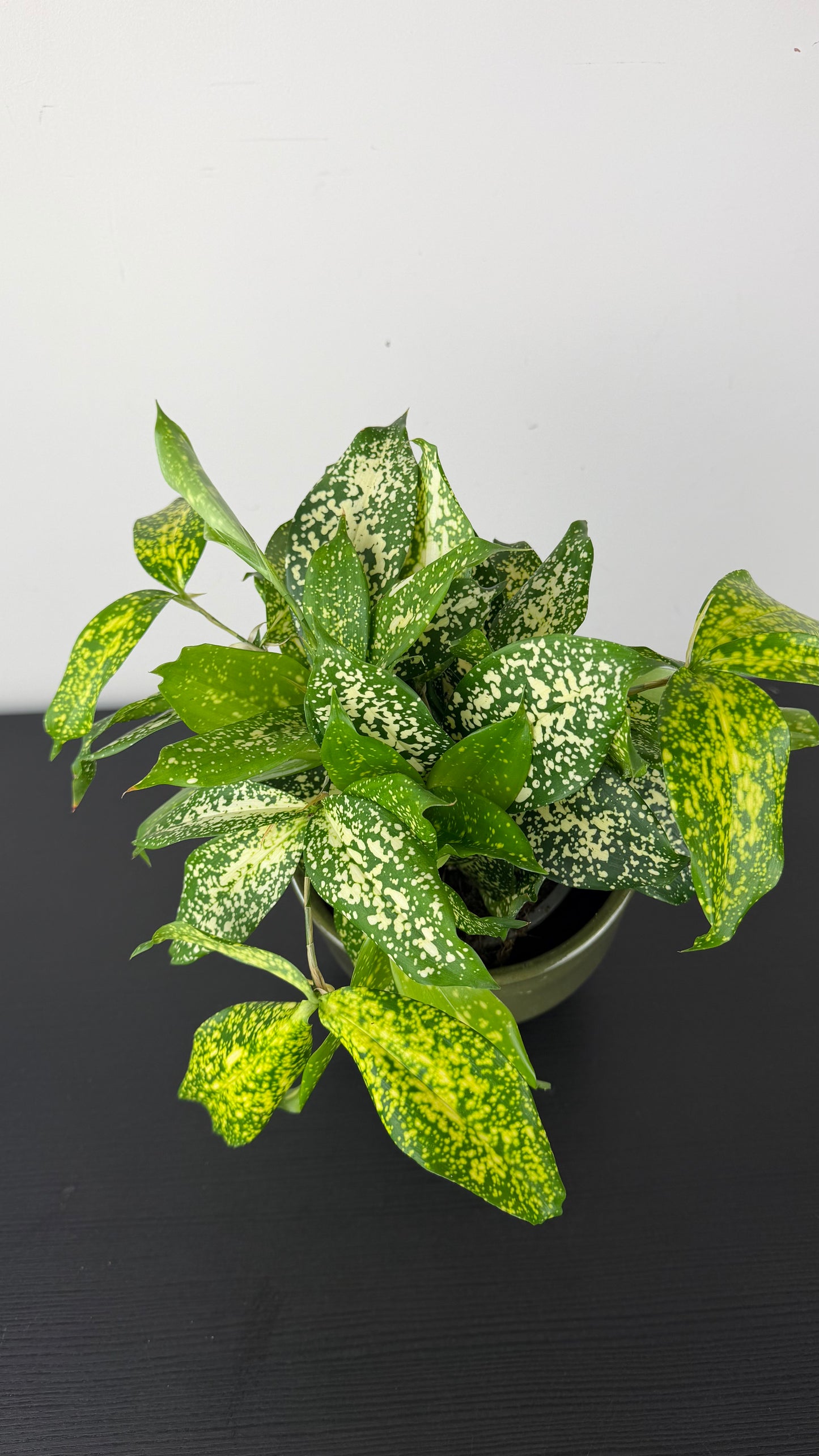Dracaena Surculosa Florida Beauty