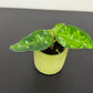 Aglaonema Pictum Tricolor