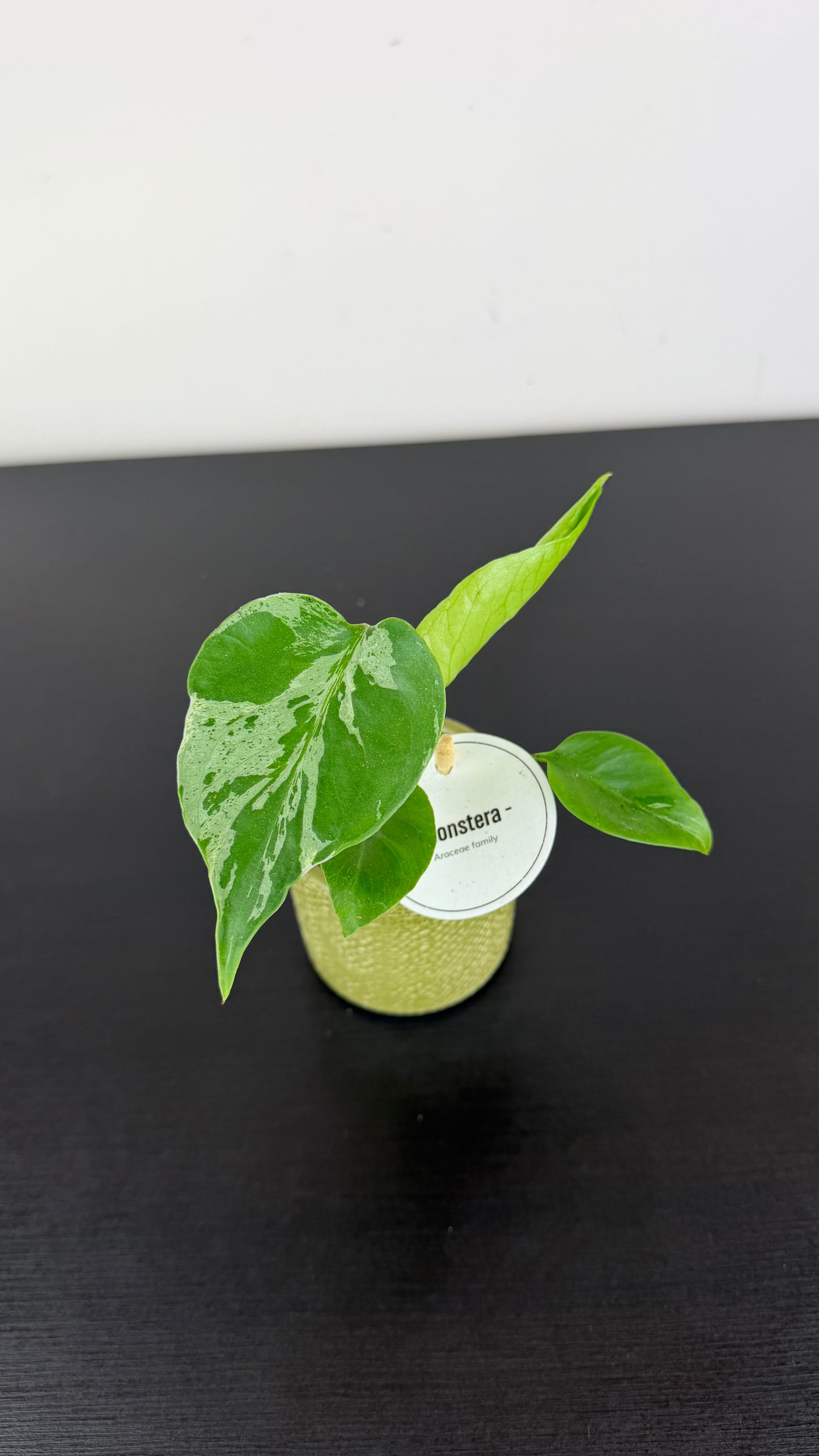 Monstera deliciosa Bulbasaur
