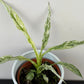 Spathiphyllum Sensation Variegata